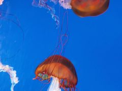 -太平洋海底世界