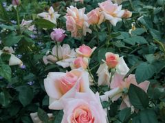 -人民公园(罗湖区)