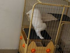 -pd派德宠物中心医院24H急重症·眼科中心·血液透析中心(嵩山北路店)