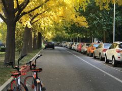 -三里屯东五街银杏大道