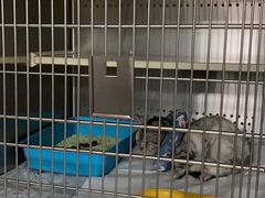 -艾贝尔宠物医院·24H转诊中心·肿瘤猫专科(江宁双龙店)