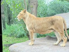 -北京野生动物园