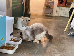 -喵屿·大理花园猫咖