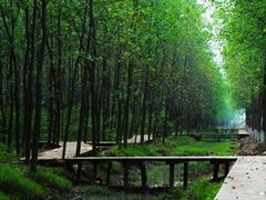 -合肥滨湖国家森林公园