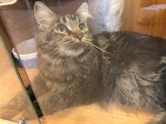 -Pets First伊珊娜洗护·精致美容·家庭式寄养(新会路店)