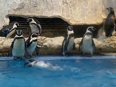 -帝企鹅自助餐厅•儿童岛•真企鹅(长隆企鹅酒店)