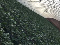 -昌平兴寿秀秀草莓采摘园