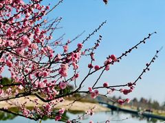 -上海辰山植物园