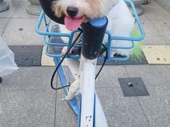 -爱贝特动物医院·猫口炎专科