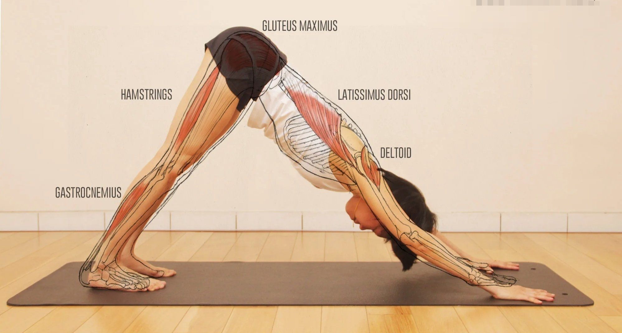 n
在《瑜伽之光》里,艾扬格大师是这样说的:当一个人感到精疲吝竭