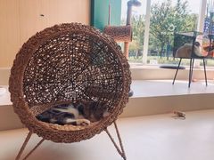 -飞行喵MR PILOT|猫舍·猫咖(静安大融城店)