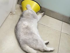 -宠福鑫康馨动物医院·骨科·眼科