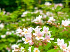 -朝阳公园
