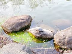-新虹桥中心花园
