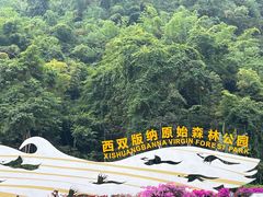 -西双版纳原始森林公园