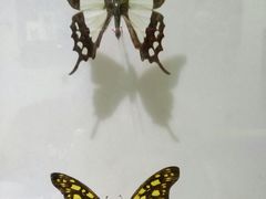 -上海昆虫博物馆