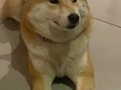 -柴务处·柴犬主题狗咖