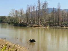 -森波拉火山温泉