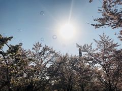 -顾村公园