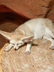 -Zoolung Zoolung动物主题公园(海信广场店)