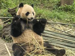 -都江堰中华大熊猫苑
