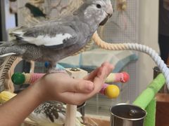 -吉丁鸟咖·异宠·寄养