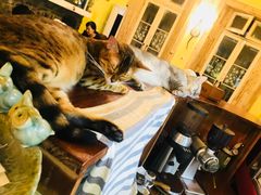 -猫色咖啡·猫咖