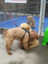 -萌宠亲子动物乐园(槐房万达店)