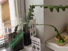 -收获咖啡HARVEST RESERVE(苍山店)