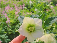 -上海辰山植物园