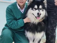 -特一安24小时宠物医院·骨科·中兽医