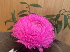 -西村日本料理(香格里拉饭店)