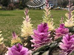 -北外滩滨江绿地