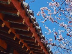 -桃花堤公园