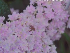 -杭州植物园