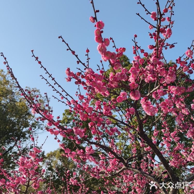 红梅花儿开