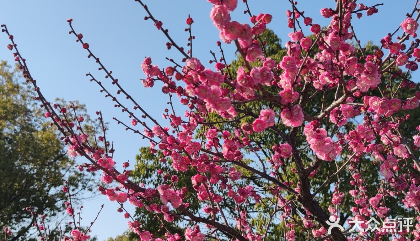 红梅花儿开