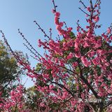红梅花儿开