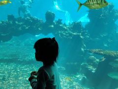 -海棠湾洲际-涛·海底餐厅·美人鱼·自助餐·海底隧道