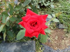 -北纬44度·金珠花海休闲农业旅游景区