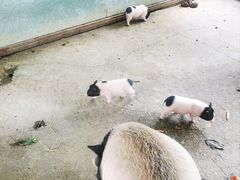 -上方山森林动物世界