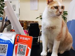 -鼓捣猫呢主题猫咖店