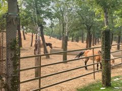 -秦皇岛野生动物园