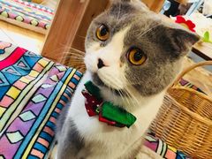 -共舞时光猫咖·狗咖(新街口店)