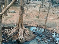 -白水寺森林公园