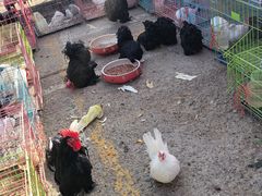 -中环花鸟鱼虫市场