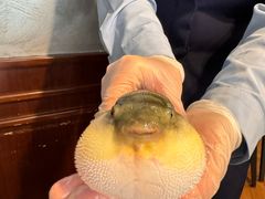 -肆月河豚·新淮扬(金融街店)