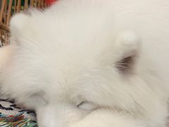 -星多哈·狗咖·拼豆·咖啡
