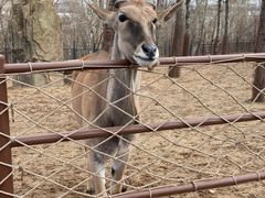 -大连森林动物园