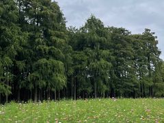 -上海共青森林公园